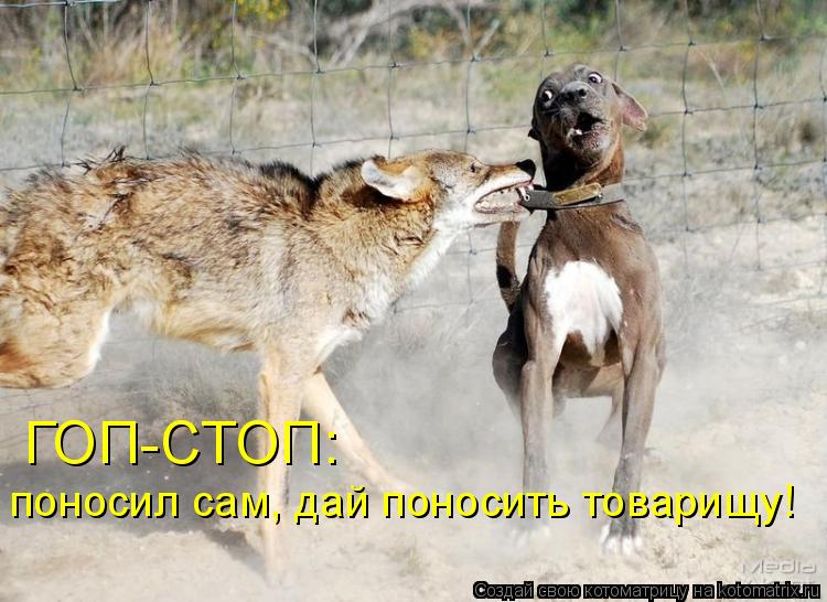 Котоматрица: ГОП-СТОП: поносил сам, дай поносить товарищу!