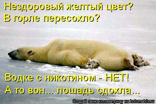 Котоматрица: Нездоровый желтый цвет? В горле пересохло? Водке с никотином - НЕТ! А то вон... лошадь сдохла...
