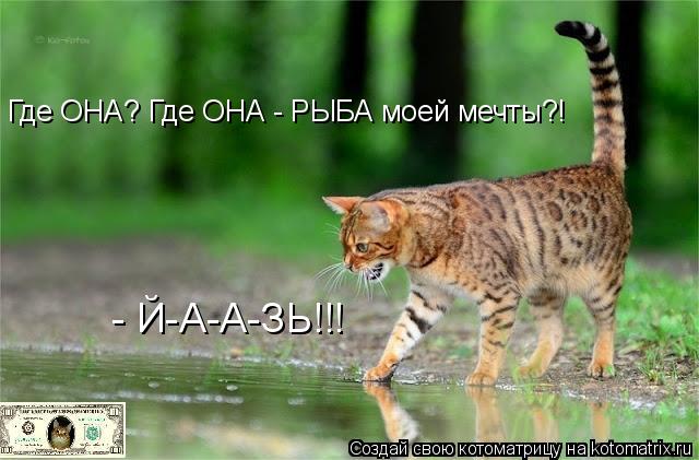 Котоматрица: Где ОНА? Где ОНА - РЫБА моей мечты?! - Й-А-А-ЗЬ!!!