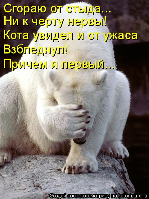Котоматрица: Сгораю от стыда... Ни к черту нервы! Кота увидел и от ужаса Взбледнул! Причем я первый...