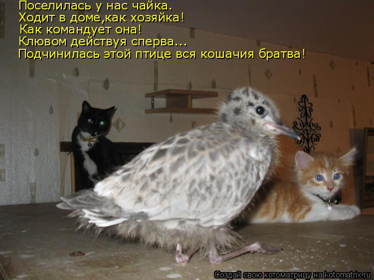 Котоматрица: Поселилась у нас чайка. Ходит в доме,как хозяйка! Как командует она! Клювом действуя сперва... Подчинилась этой птице вся кошачия братва!