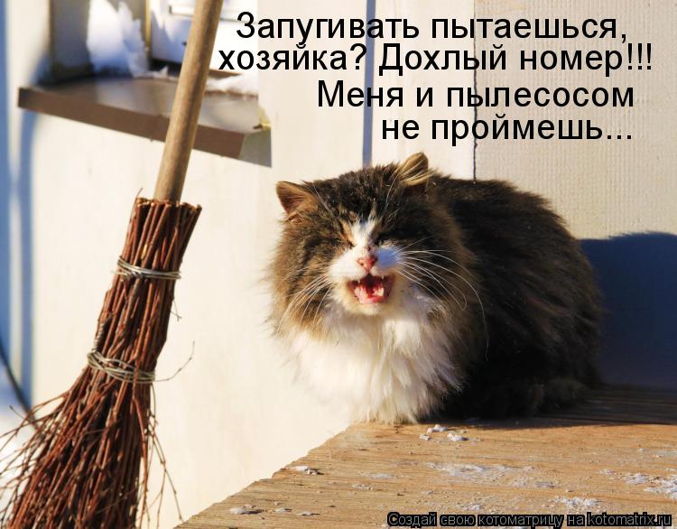 Котоматрица: Запугивать пытаешься, хозяйка? Дохлый номер!!! Меня и пылесосом не проймешь...