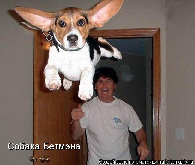 Котоматрица: Cобака Бетмэна