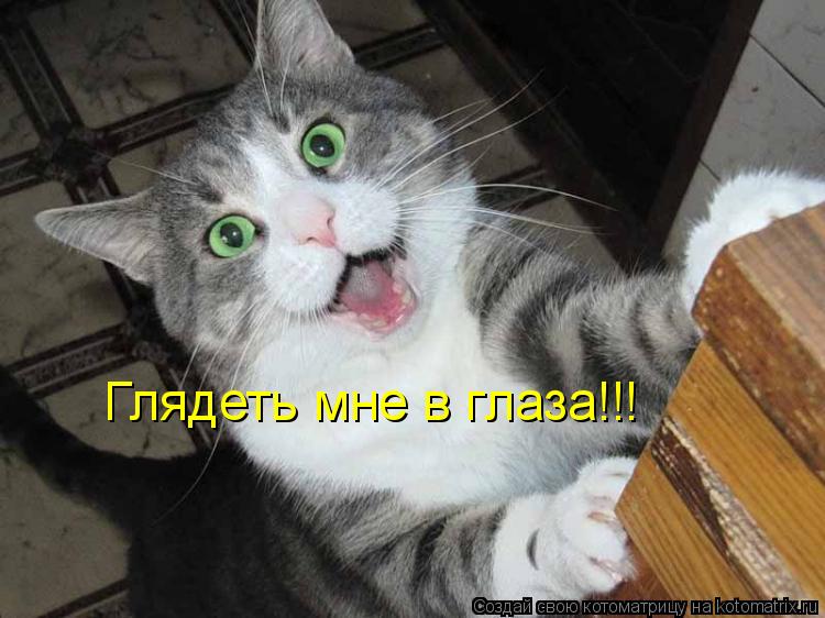 Котоматрица: Глядеть мне в глаза!!!