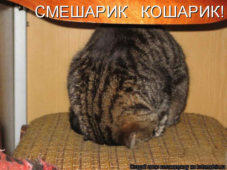 Котоматрица: СМЕШАРИК   КОШАРИК!