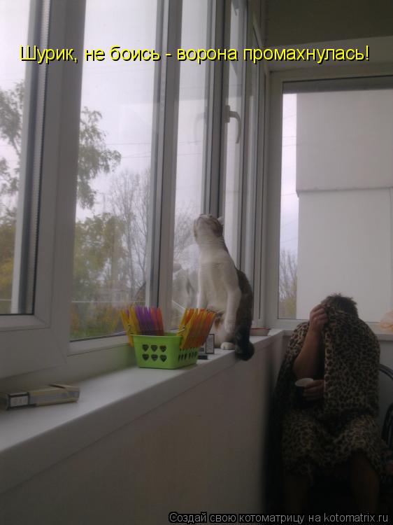 Котоматрица: Шурик, не боись - ворона промахнулась!
