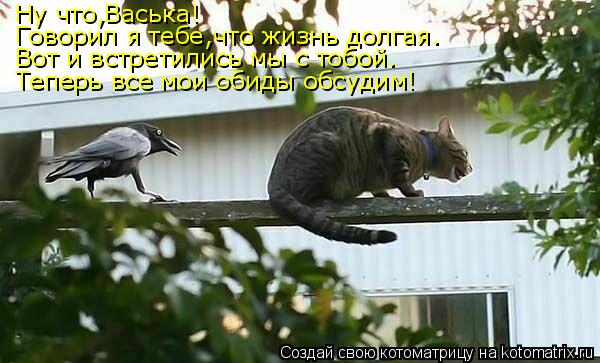 Котоматрица: Ну что,Васька! Говорил я тебе,что жизнь долгая. Вот и встретились мы с тобой. Теперь все мои обиды обсудим!