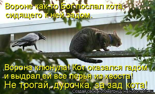 Котоматрица: Вороне как-то Бог послал кота, сидящего к ней задом. Ворона клюнула! Кот оказался гадом и выдрал ей все перья из хвоста! Не трогай, дурочка, за