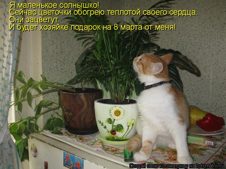 Котоматрица: Я маленькое солнышко! Сейчас цветочки обогрею теплотой своего сердца. Они зацветут. И будет хозяйке подарок на 8 марта от меня!
