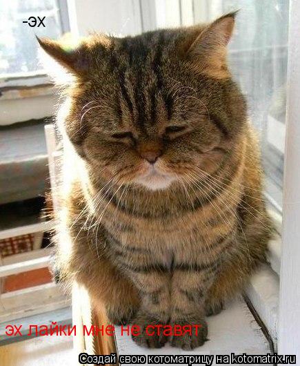 Котоматрица: -эх эх лайки мне не ставят
