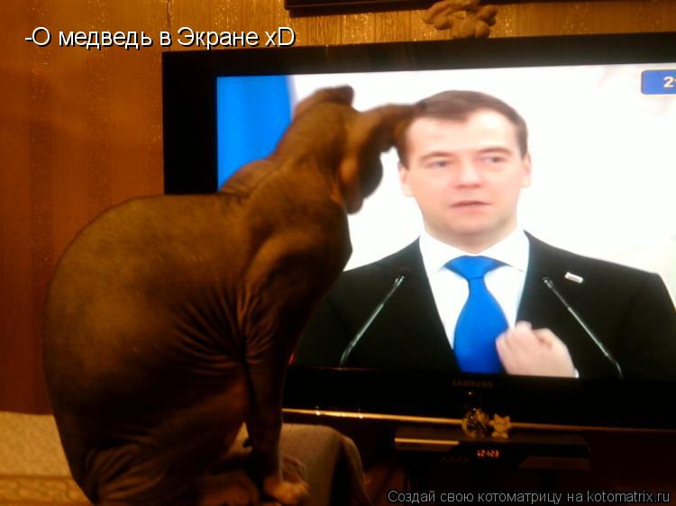 Котоматрица: -О медведь в Экране xD
