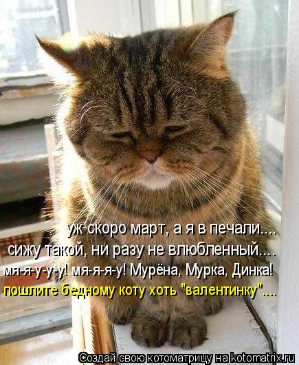 Котоматрица: уж скоро март, а я в печали.... сижу такой, ни разу не влюбленный.... мя-я-у-у-у! мя-я-я-у! Мурёна, Мурка, Динка! пошлите бедному коту хоть "валентинк