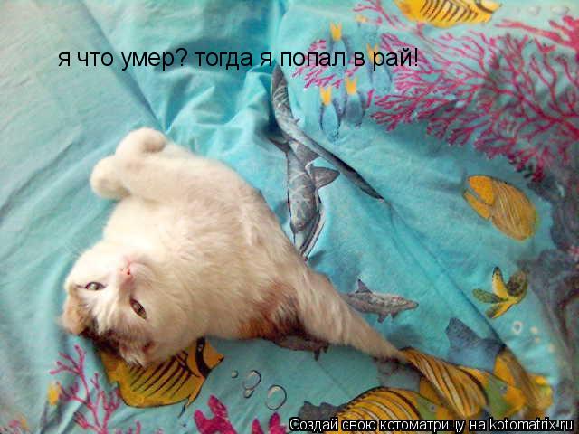 Котоматрица: я что умер? тогда я попал в рай!