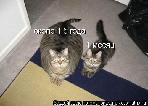 Котоматрица: 1 месяц около 1,5 года