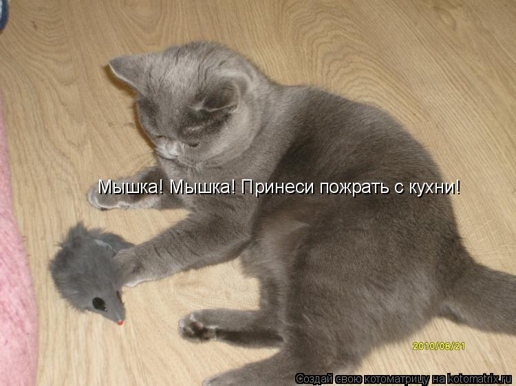 Котоматрица: Мышка! Мышка! Принеси пожрать с кухни!