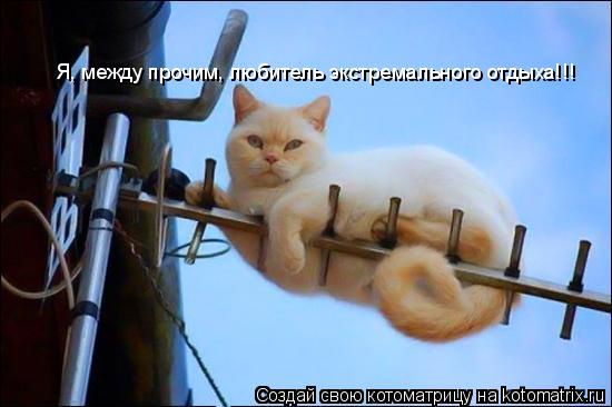 Котоматрица: Я, между прочим, любитель экстремального отдыха!!!