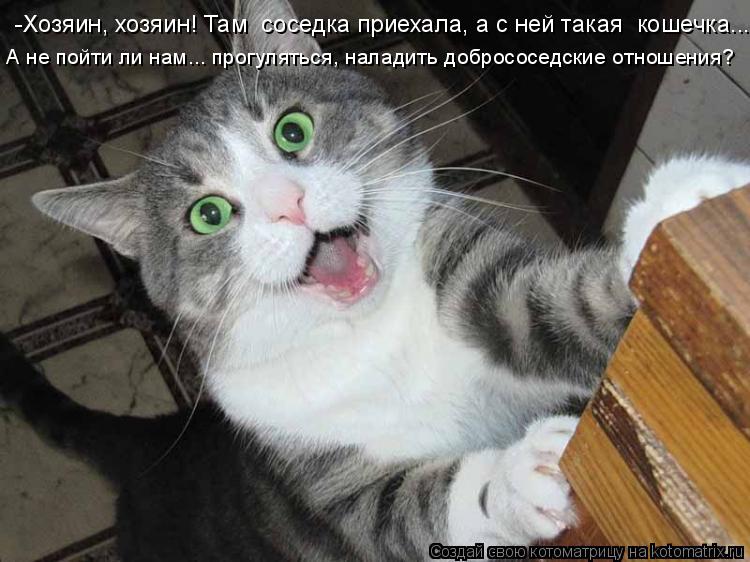 Котоматрица: -Хозяин, хозяин! Там  соседка приехала, а с ней такая  кошечка... А не пойти ли нам... прогуляться, наладить добрососедские отношения?