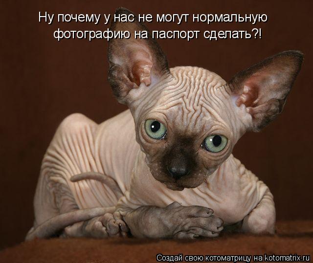 Котоматрица: Ну почему у нас не могут нормальную фотографию на паспорт сделать?!