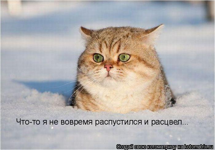 Котоматрица: Что-то я не вовремя распустился и расцвел...