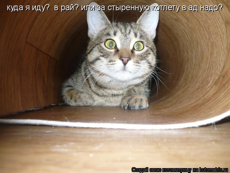 Котоматрица: куда я иду?  в рай? или за стыренную котлету в ад надо?