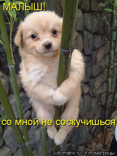 Котоматрица: МАЛЫШ! со мной не соскучишься