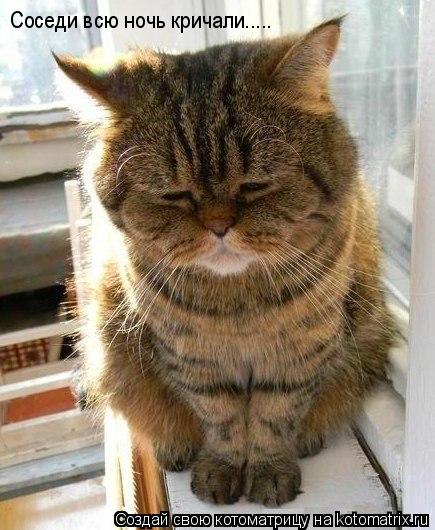 Котоматрица: Соседи всю ночь кричали.....
