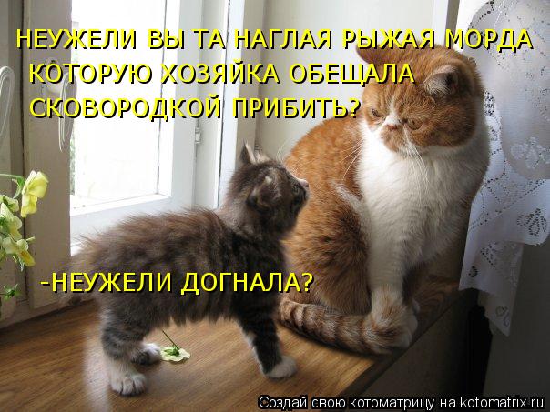 Котоматрица: НЕУЖЕЛИ ВЫ ТА НАГЛАЯ РЫЖАЯ МОРДА   КОТОРУЮ ХОЗЯЙКА ОБЕЩАЛА  СКОВОРОДКОЙ ПРИБИТЬ? -НЕУЖЕЛИ ДОГНАЛА?