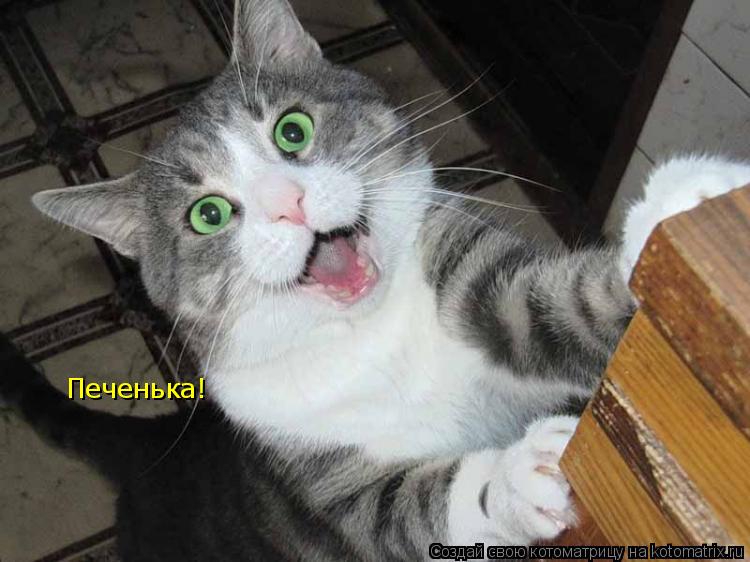 Котоматрица: Печенька!