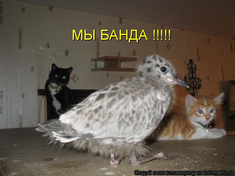 Котоматрица: МЫ БАНДА !!!!!