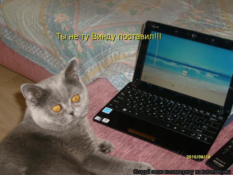 Котоматрица: Ты не ту Винду поставил!!!