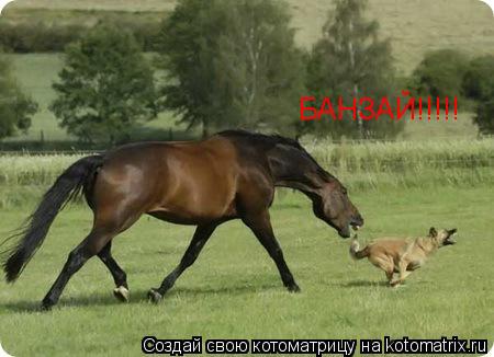 Котоматрица: БАНЗАЙ!!!!!