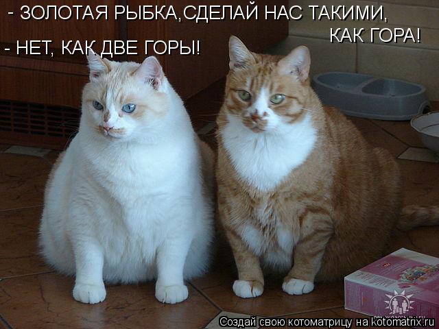 Котоматрица: ЗОЛОТАЯ РЫБКА,СДЕЛАЙ НАС ТАКИМИ,  КАК ГОРА!  - - НЕТ, КАК ДВЕ ГОРЫ!