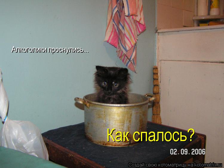Котоматрица: Алкоголики проснулись... Как спалось?