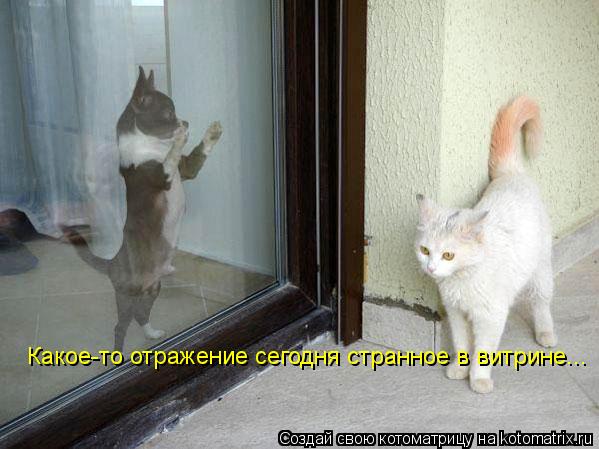 Котоматрица: Какое-то отражение сегодня странное в витрине...