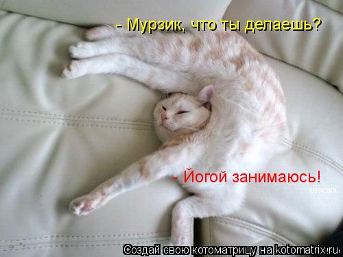 Котоматрица: - Мурзик, что ты делаешь? - Йогой занимаюсь!