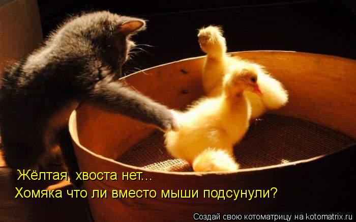 Котоматрица: Жёлтая, хвоста нет... Хомяка что ли вместо мыши подсунули?