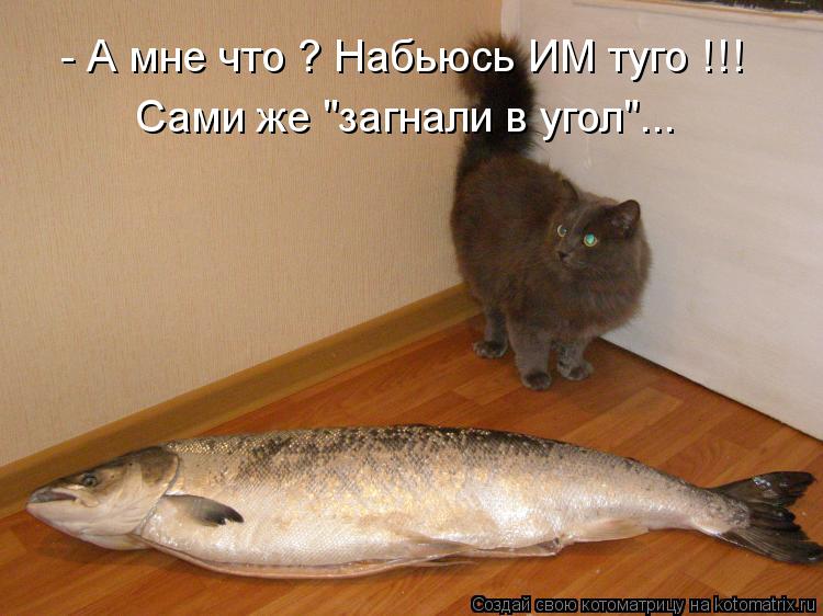 - А мне что ? Набьюсь ИМ туго !!! Сами же "загнали в угол"...... Котоматрица: - А мне что ? Набьюсь ИМ туго !!! Сами же "загнали в угол"...