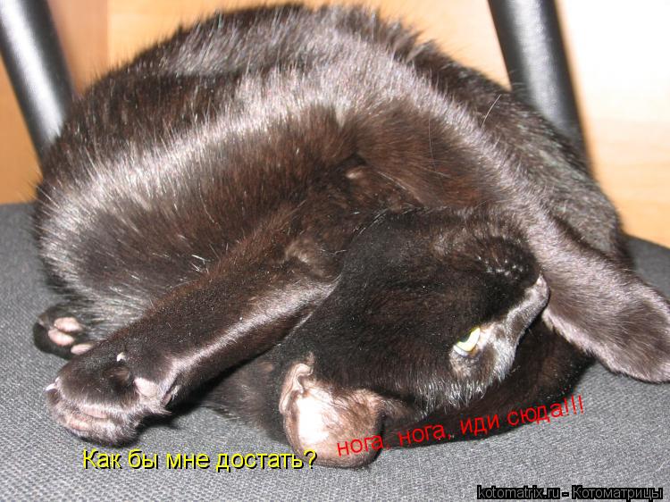 Котоматрица: Как бы мне достать? нога, нога, иди сюда!!!