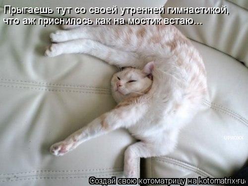Котоматрица: Прыгаешь тут со своей утренней гимнастикой, что аж приснилось как на мостик встаю...