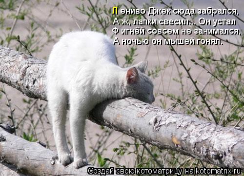 Котоматрица: А ж, лапки свесил... Он устал Ф игнёй совсем не занимался, А ночью он мышей гонял. Л  ениво Джек сюда забрался,
