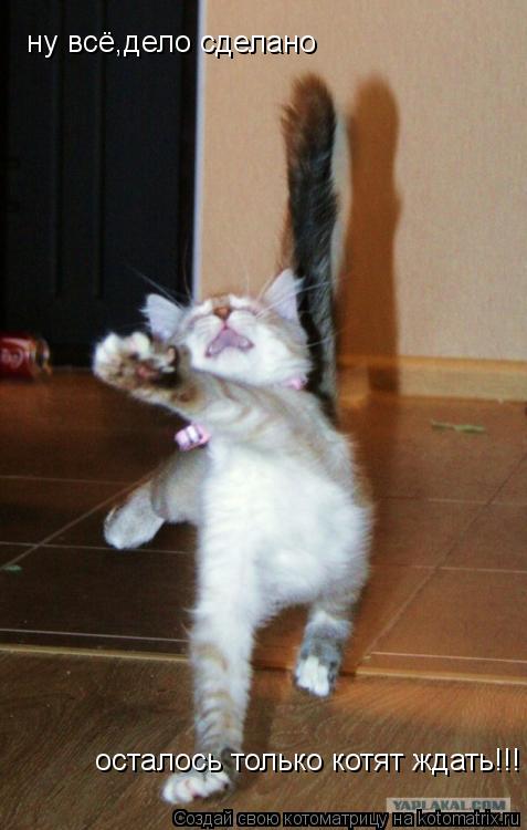 Котоматрица: ну всё,дело сделано осталось только котят ждать!!!