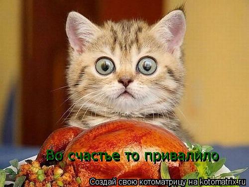 Котоматрица: Во счастье то привалило Во счастье то привалило