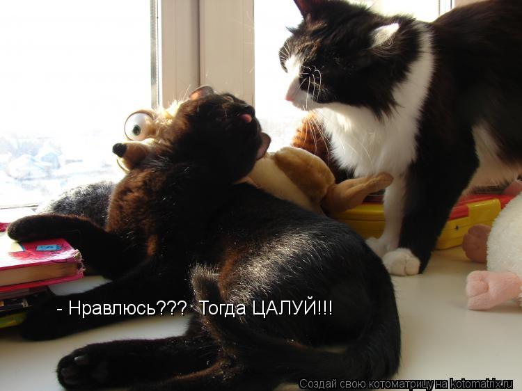 Котоматрица: - Нравлюсь???  Тогда ЦАЛУЙ!!!