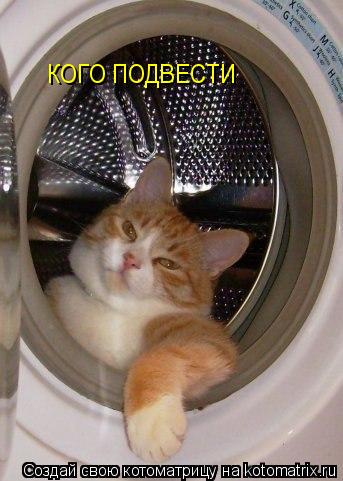 Котоматрица: КОГО ПОДВЕСТИ