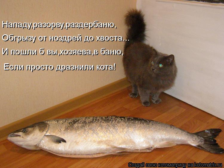 Нападу,разорву,раздербаню, Обгрызу от ноздрей до хвоста... И пошли б вы,хозяева,в баню, Если просто д... Котоматрица: Нападу,разорву,раздербаню, Обгрызу от ноздрей до хвоста... И пошли б вы,хозяева,в баню, Если просто дразнили кота!