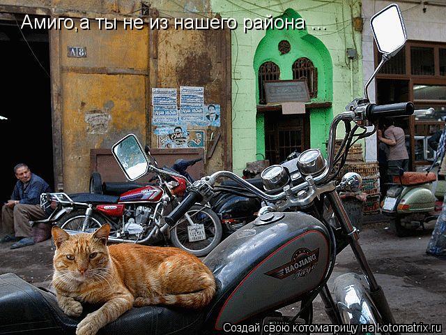 Котоматрица: Амиго,а ты не из нашего района ...