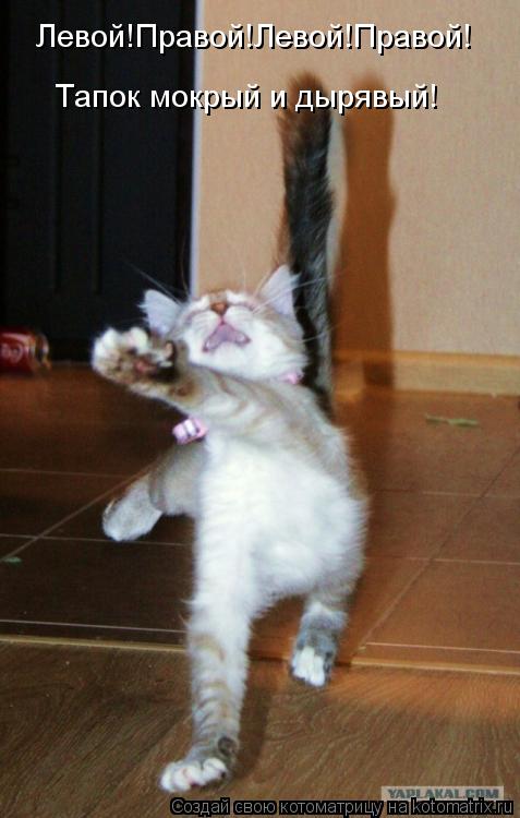 Котоматрица: Левой!Правой!Левой!Правой! Тапок мокрый и дырявый!