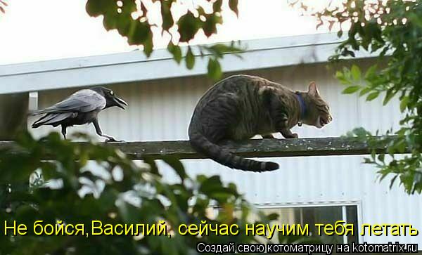 Котоматрица: Не бойся,Василий, сейчас научим тебя летать