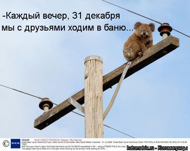 Котоматрица: -Каждый вечер, 31 декабря мы с друзьями ходим в баню...