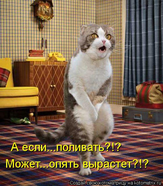 А если...поливать?!? Может...опять вырастет?!?... Котоматрица: А если...поливать?!? Может...опять вырастет?!?